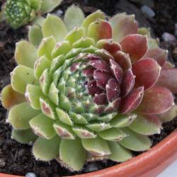 Sempervivum - Dachwurz - Hauswurz